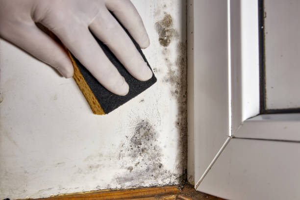 Best Industrial Mold Remediation  in Sun Lakes, AZ