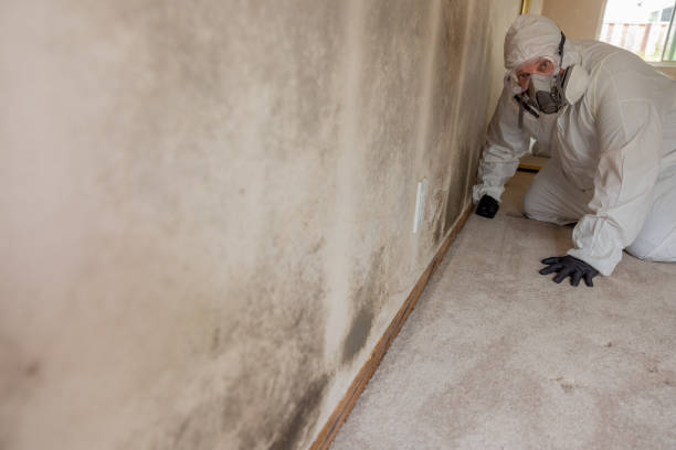 Best Mold Prevention Services  in Sun Lakes, AZ